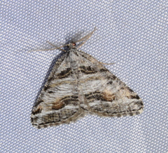 Macaria colata