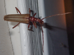 Centrodera decolorata