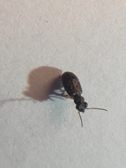 Asaphidion