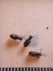 Asaphidion