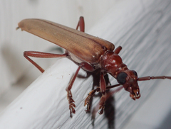 Centrodera decolorata