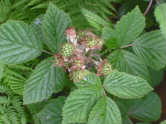 Rubus dasyphyllus