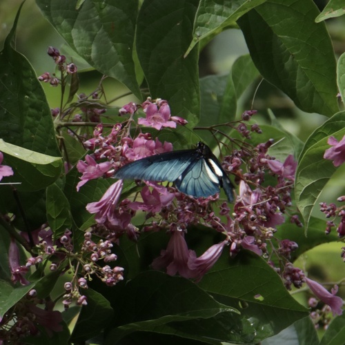 Lycidas swallowtail