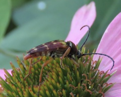 Typocerus velutinus