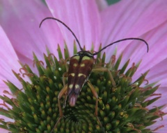 Typocerus velutinus