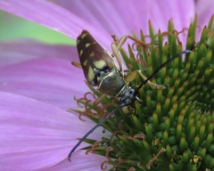 Typocerus velutinus