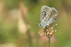 Polyommatus albicans