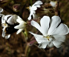 Silene latifolia