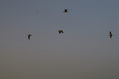 Ichthyaetus leucophthalmus