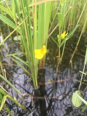 Utricularia intermedia