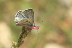 Polyommatus albicans