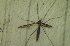 Tipula maxima