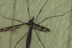 Tipula maxima