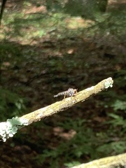 Neoitamus flavofemoratus