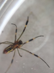 Trichonephila clavipes image