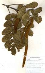 Markhamia obtusifolia