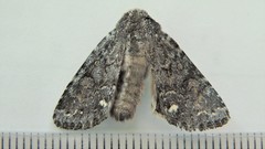 Melanchra pulverulenta