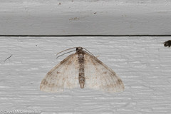 Lobophora nivigerata