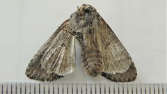 Melanchra pulverulenta