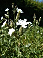 Silene latifolia