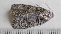 Acronicta tristis