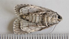 Acronicta tristis