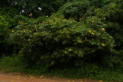 Markhamia obtusifolia