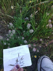 Trifolium arvense
