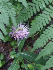 Cirsium heterophyllum