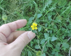 Geum macrophyllum macrophyllum