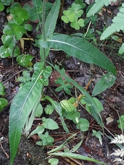 Cirsium heterophyllum