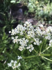 Ligusticum porteri