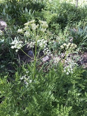Ligusticum porteri