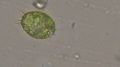 Trachelomonas armata