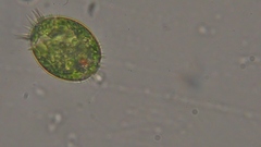 Trachelomonas armata