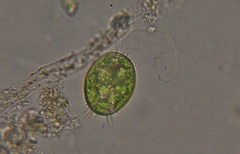 Trachelomonas armata