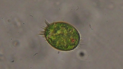 Trachelomonas armata