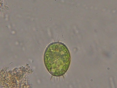 Trachelomonas armata