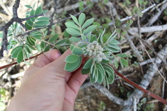 Senna apiculata