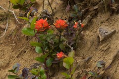 Castilleja litoralis