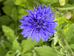 Centaurea cyanus