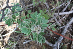 Senna apiculata