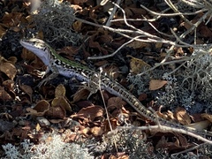 Podarcis siculus campestris