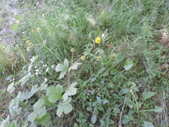 Geum macrophyllum macrophyllum