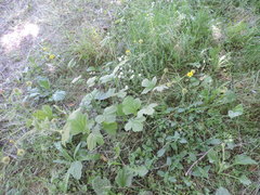 Geum macrophyllum macrophyllum