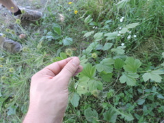 Geum macrophyllum macrophyllum