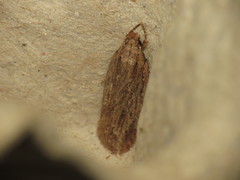 Depressaria daucella