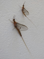 Hexagenia bilineata