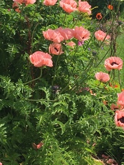 Papaver orientale