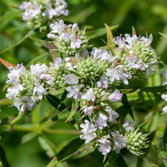 Pycnanthemum verticillatum